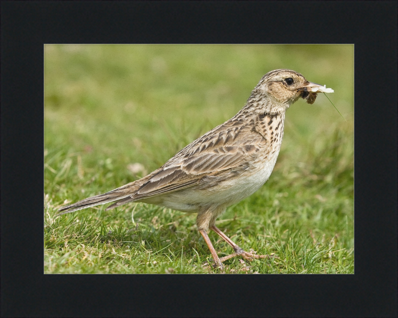 Skylark, Lake District, England - Great Pictures Framed