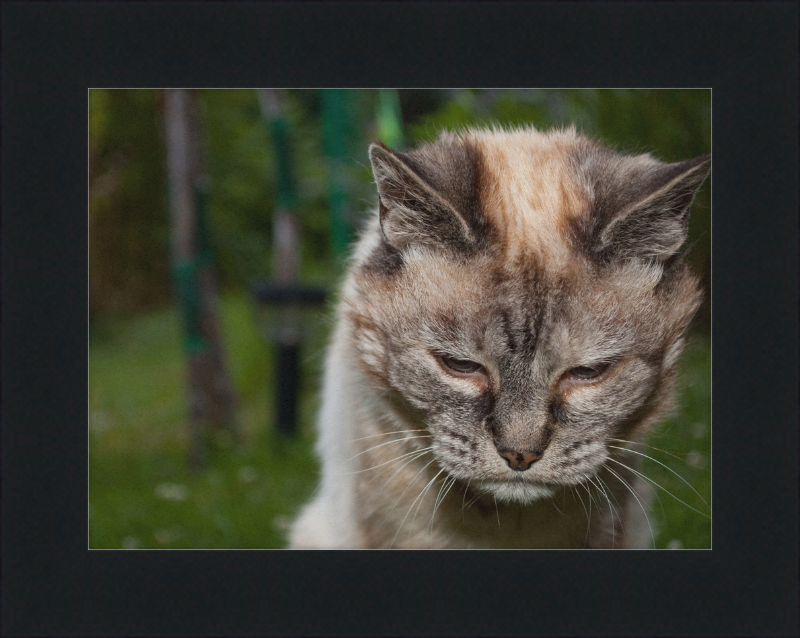 Tired 20-Year-Old Cat - Great Pictures Framed