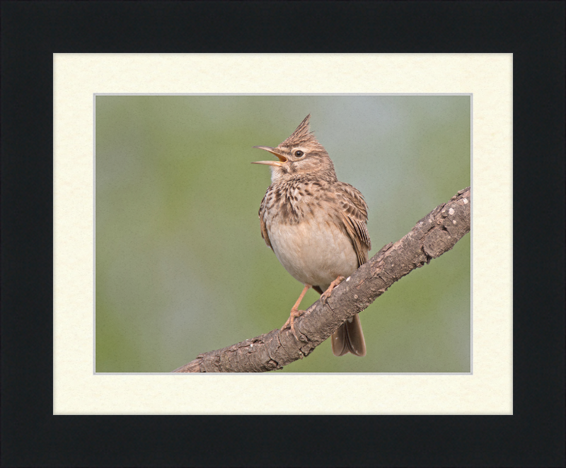 The Crested Lark - Great Pictures Framed