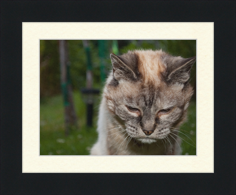 Tired 20-Year-Old Cat - Great Pictures Framed