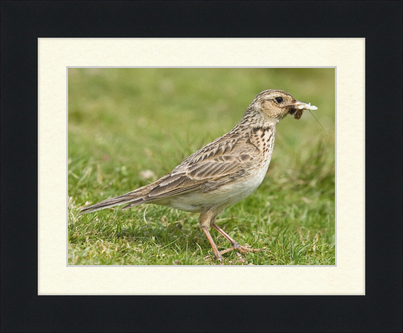 Skylark, Lake District, England - Great Pictures Framed
