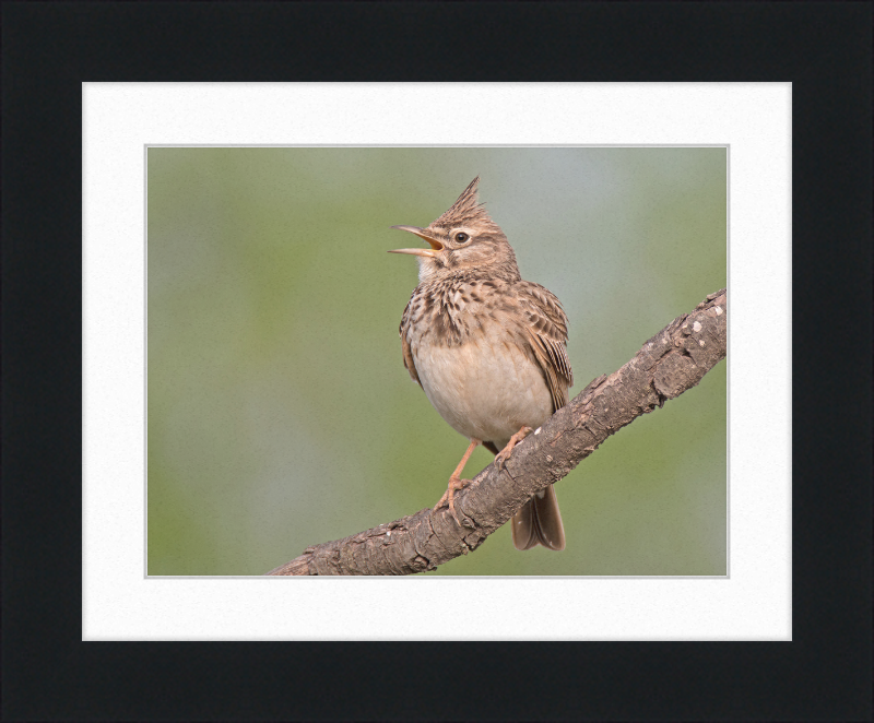 The Crested Lark - Great Pictures Framed