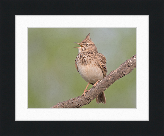 The Crested Lark - Great Pictures Framed