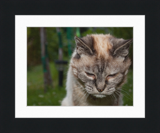 Tired 20-Year-Old Cat - Great Pictures Framed