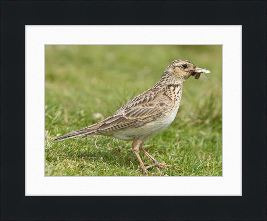 Skylark, Lake District, England - Great Pictures Framed
