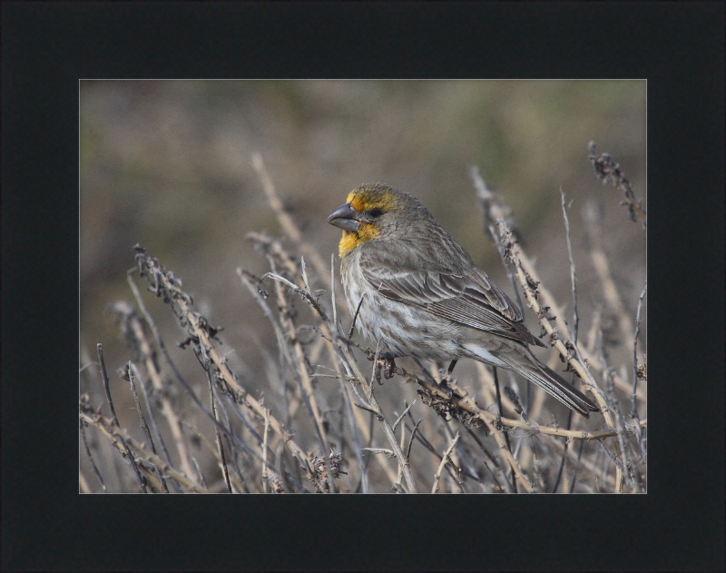 House Finch - Great Pictures Framed