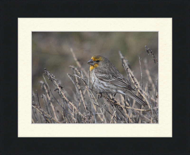 House Finch - Great Pictures Framed