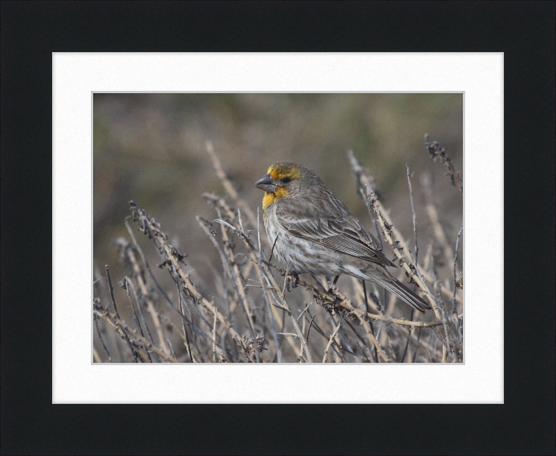House Finch - Great Pictures Framed