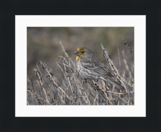 House Finch - Great Pictures Framed