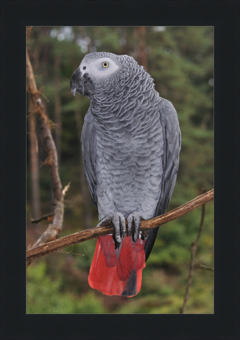 Psittacus erithacus - Great Pictures Framed