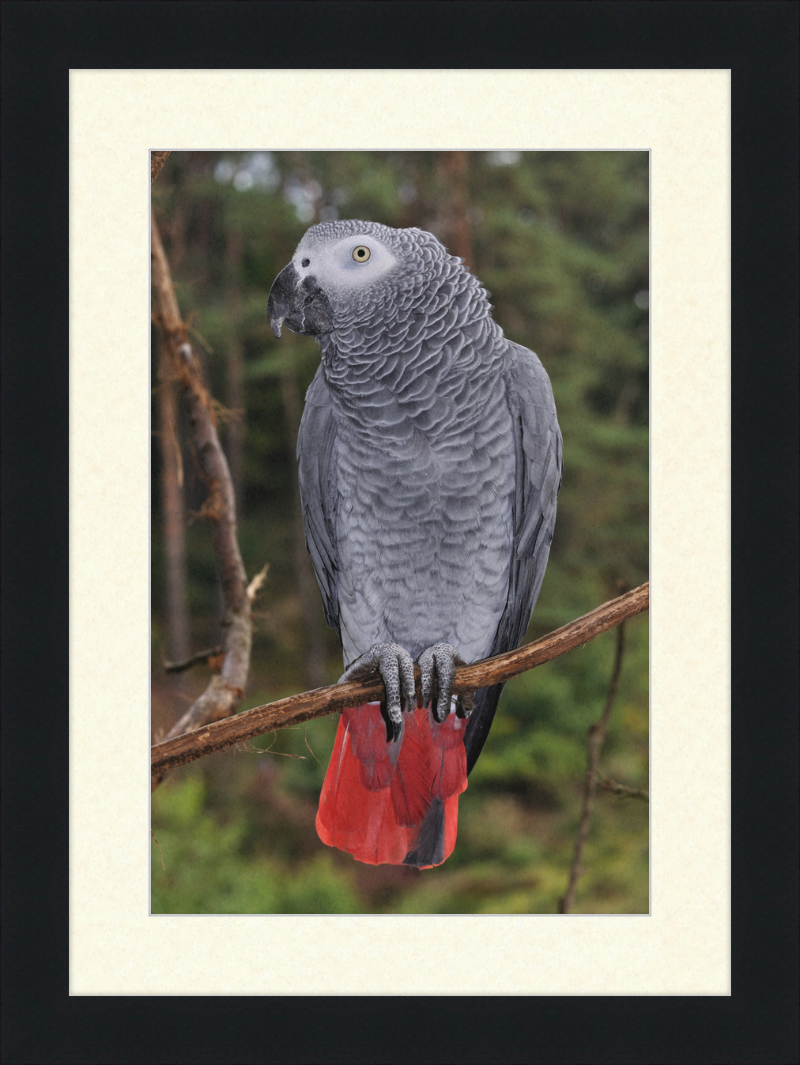 Psittacus erithacus - Great Pictures Framed