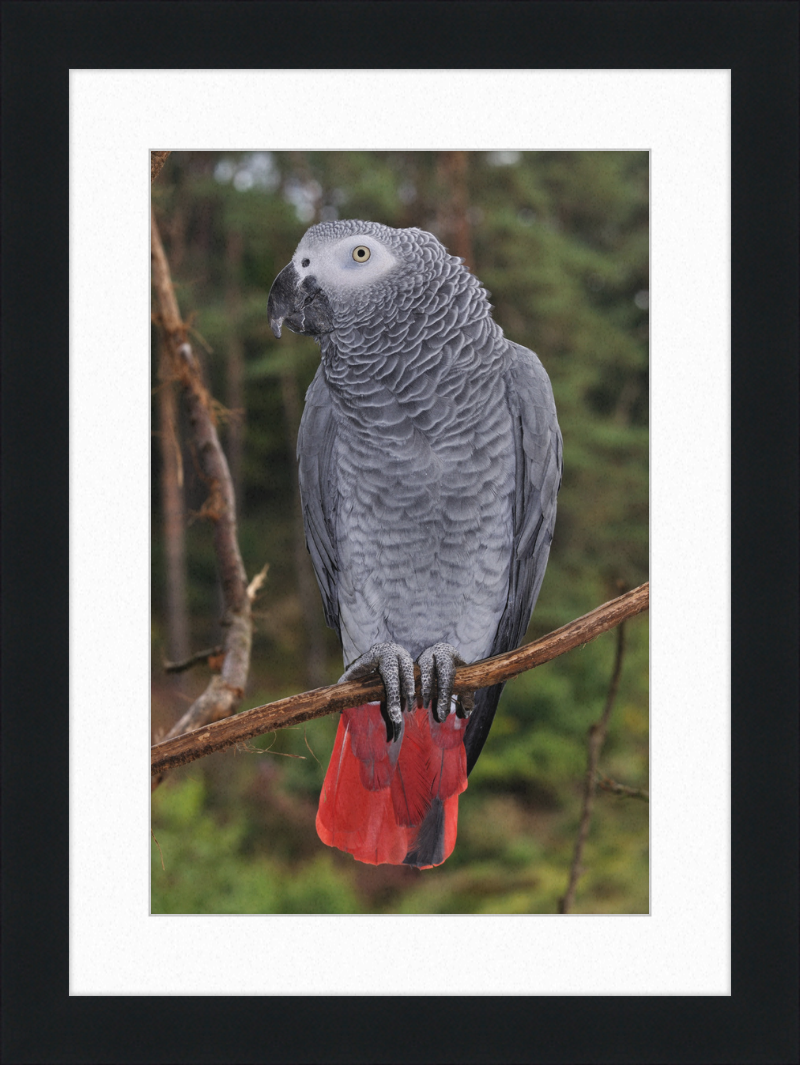 Psittacus erithacus - Great Pictures Framed