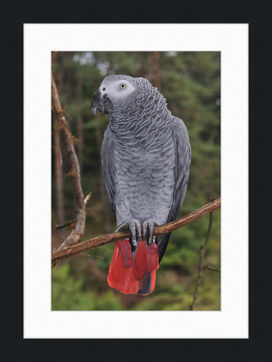 Psittacus erithacus - Great Pictures Framed