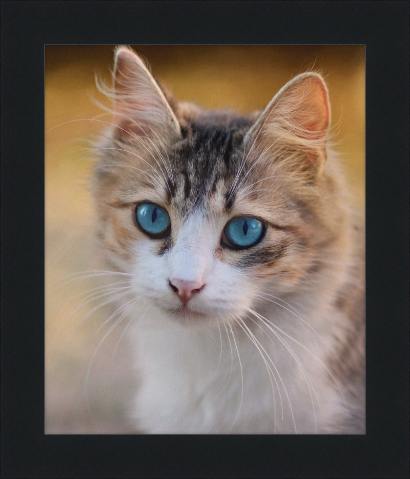 Tabby Cat With Blue Eyes - Great Pictures Framed