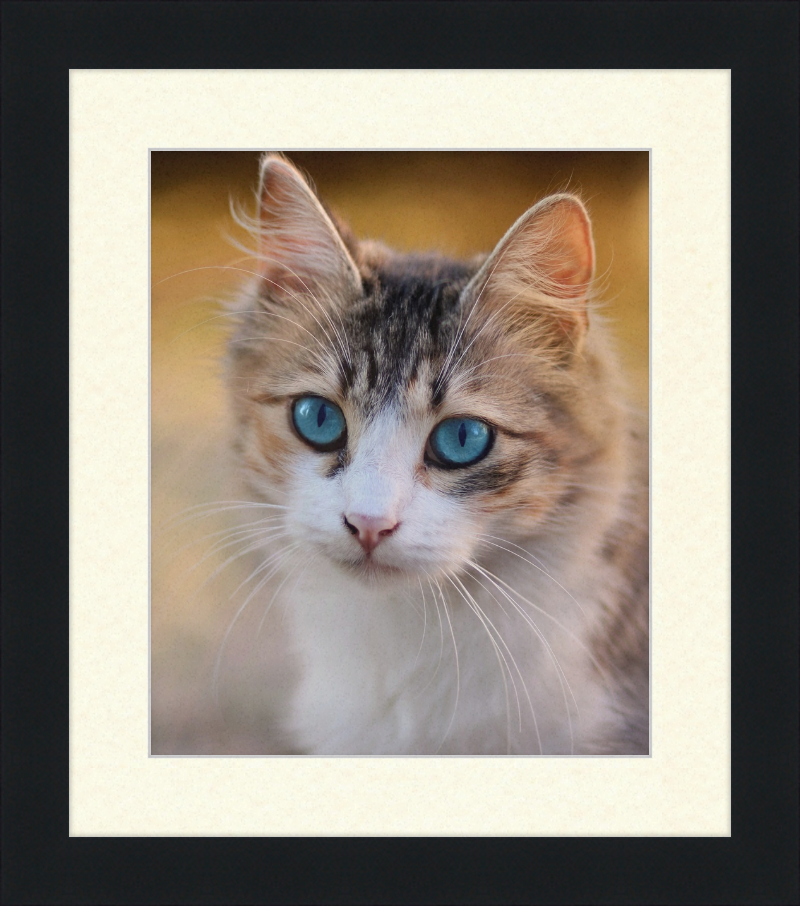 Tabby Cat With Blue Eyes - Great Pictures Framed