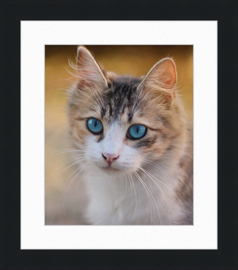 Tabby Cat With Blue Eyes - Great Pictures Framed