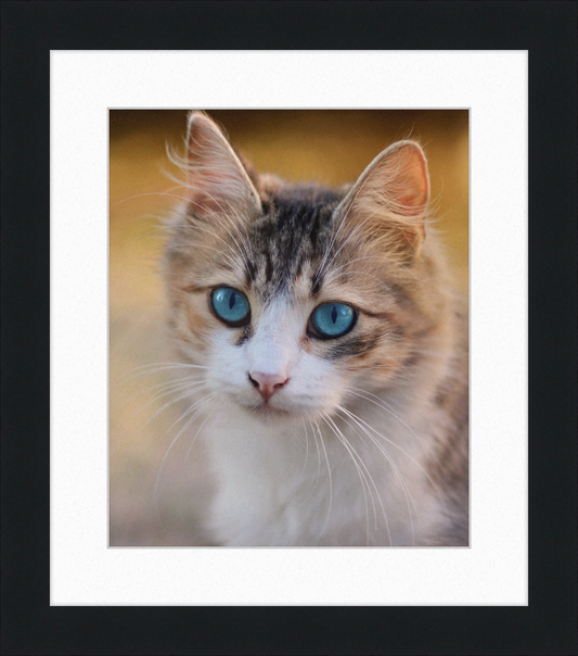 Tabby Cat With Blue Eyes - Great Pictures Framed
