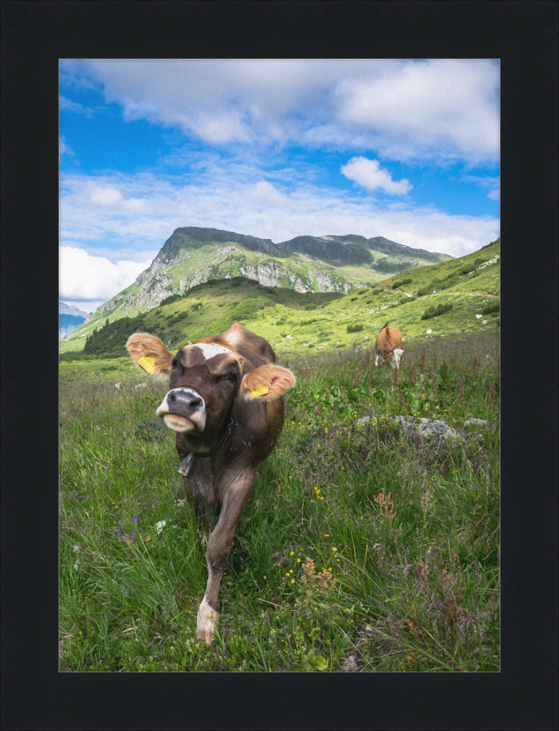 Cattle in the Kops and Zeinis Lake Area. - Great Pictures Framed