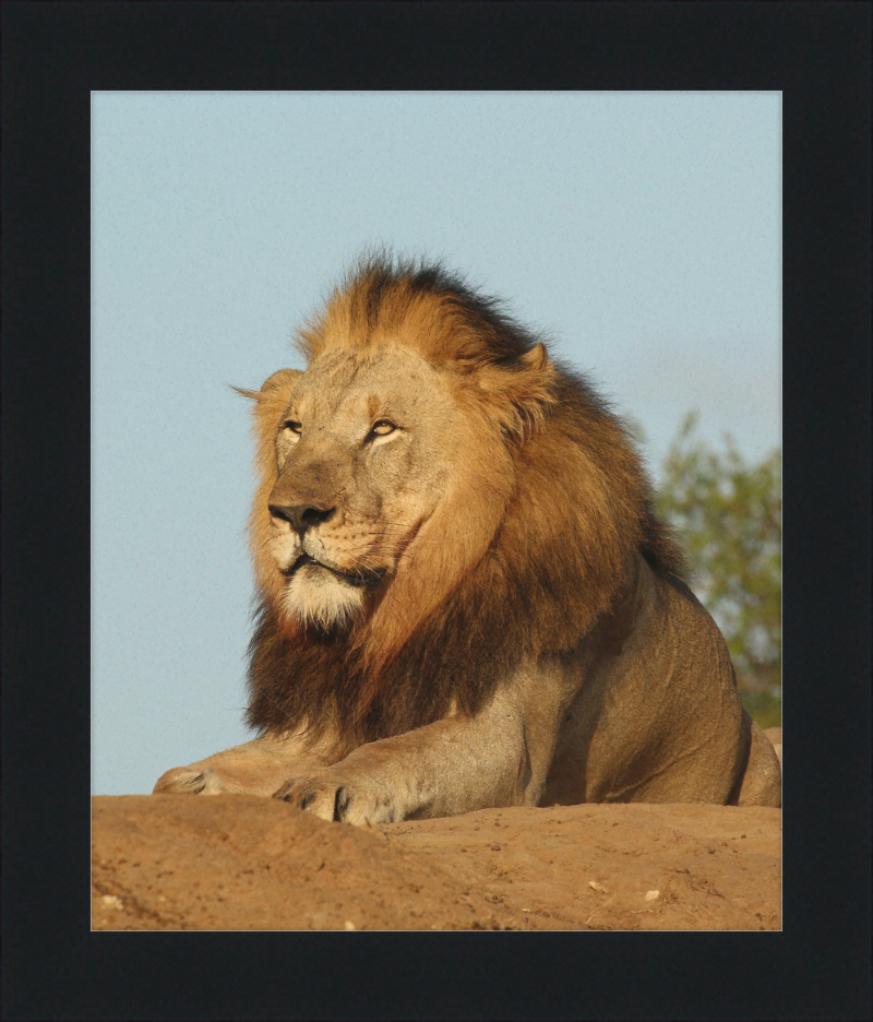 Lion (Panthera leo) Male - Great Pictures Framed