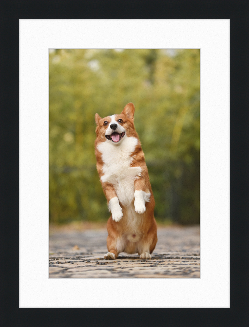 Welsh Corgi Puppy - Great Pictures Framed