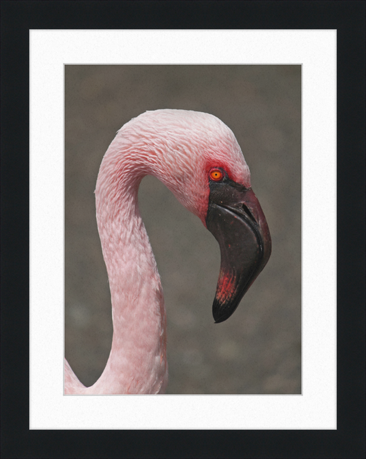 Phoeniconaias minor - Great Pictures Framed