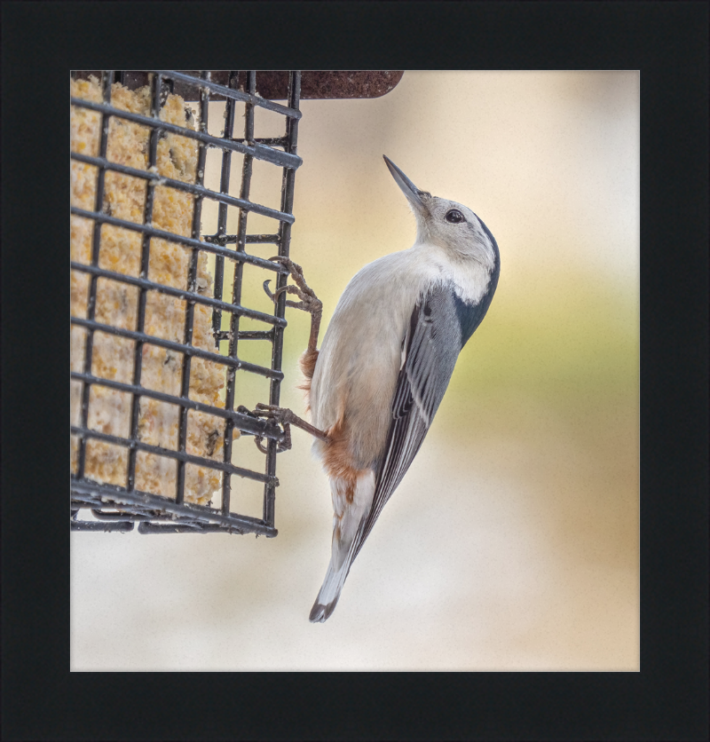 White-breasted Nuthatch - Great Pictures Framed