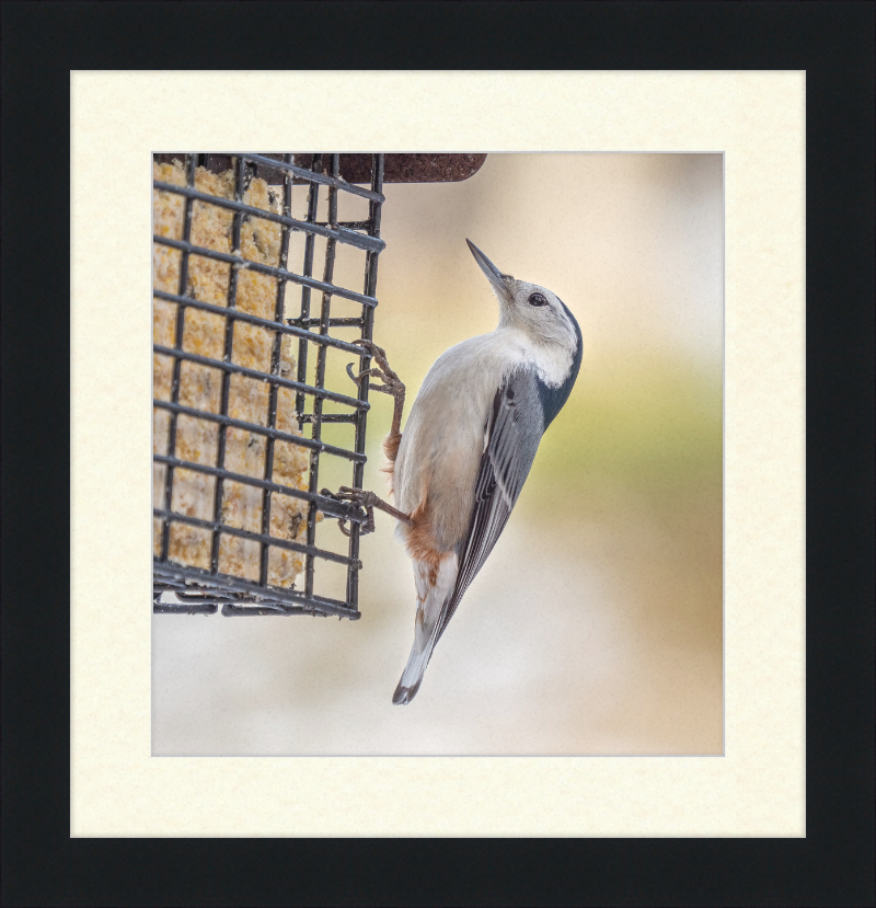 White-breasted Nuthatch - Great Pictures Framed