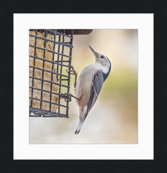 White-breasted Nuthatch - Great Pictures Framed