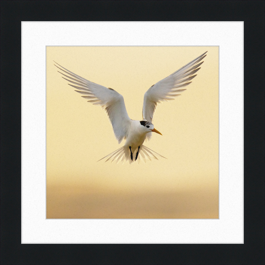 The Crested Tern - Great Pictures Framed