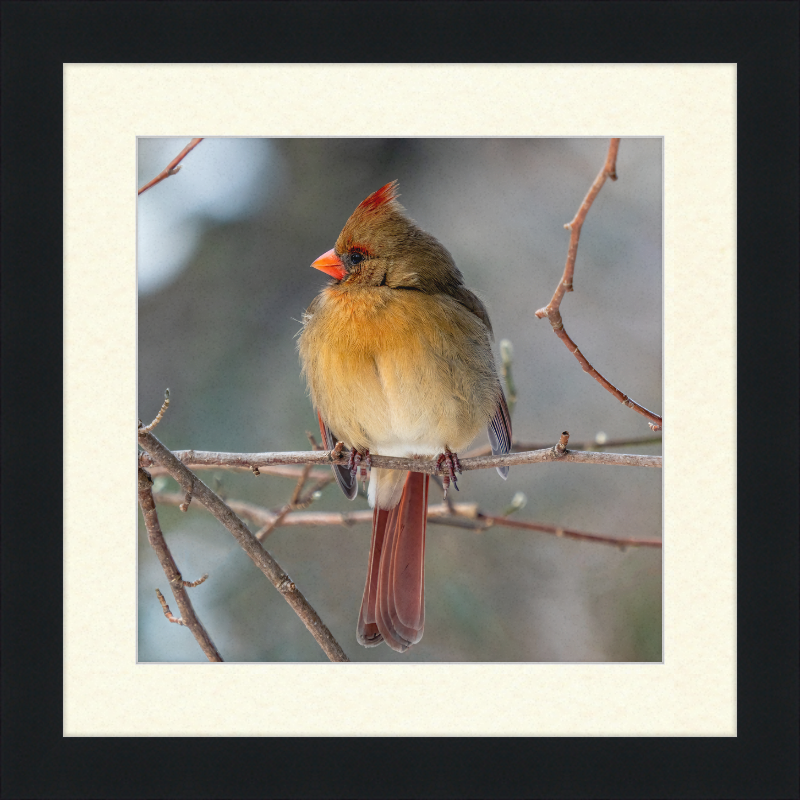 A Northern Cardinal (Female) - Great Pictures Framed