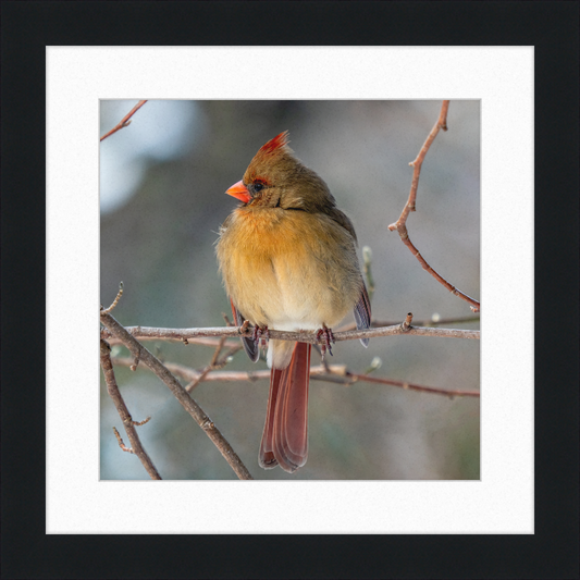A Northern Cardinal (Female) - Great Pictures Framed