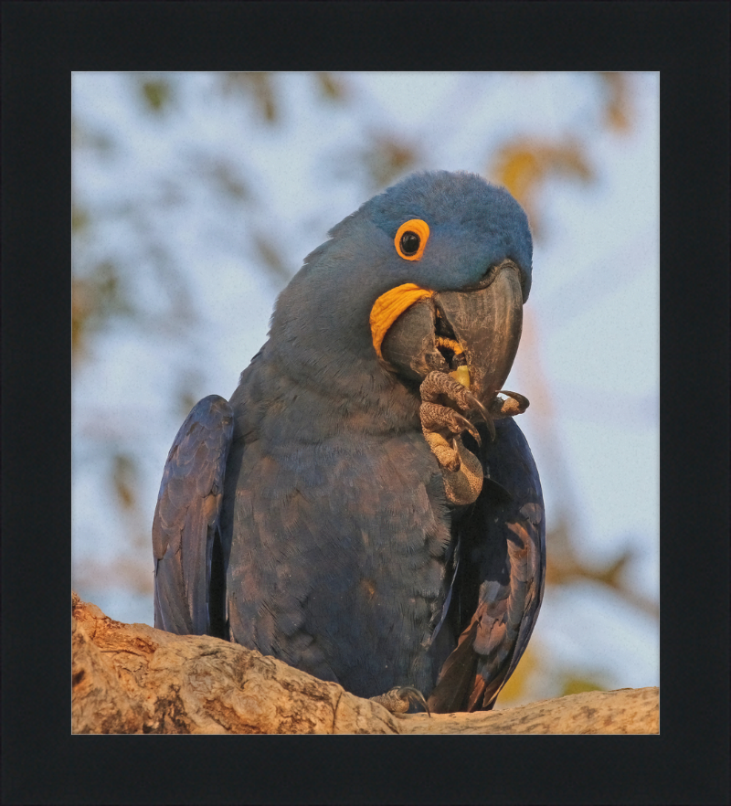 Hyacinth Macaw (Anodorhynchus Hyacinthinus) - Great Pictures Framed