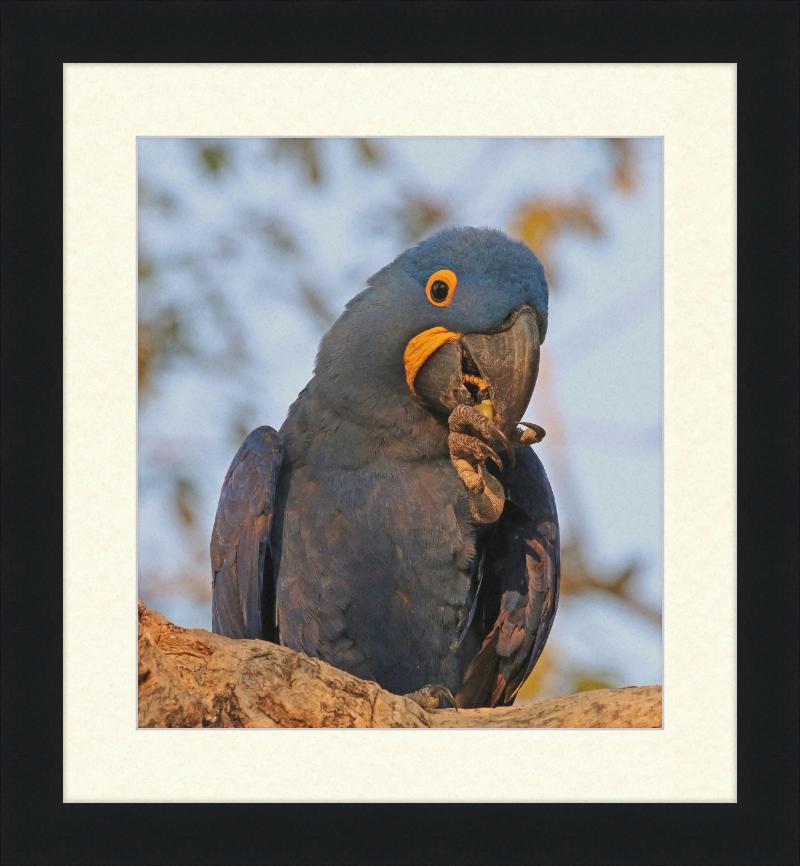 Hyacinth Macaw (Anodorhynchus Hyacinthinus) - Great Pictures Framed
