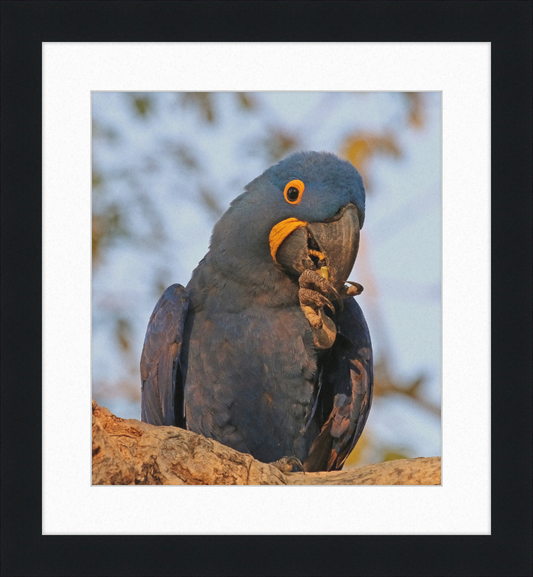 Hyacinth Macaw (Anodorhynchus Hyacinthinus) - Great Pictures Framed