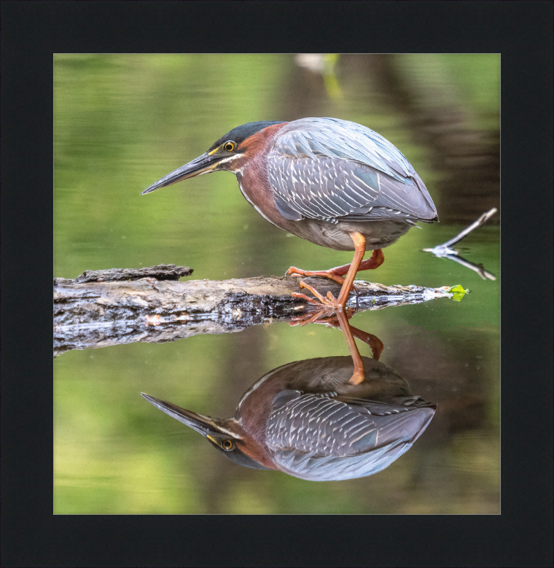 Green Heron - Great Pictures Framed