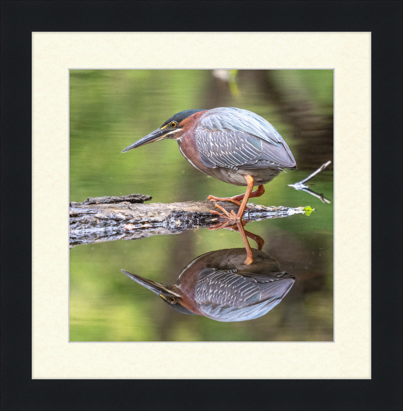 Green Heron - Great Pictures Framed