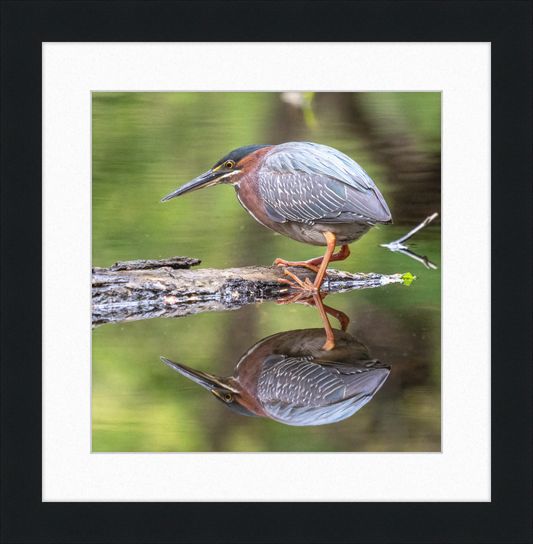 Green Heron - Great Pictures Framed