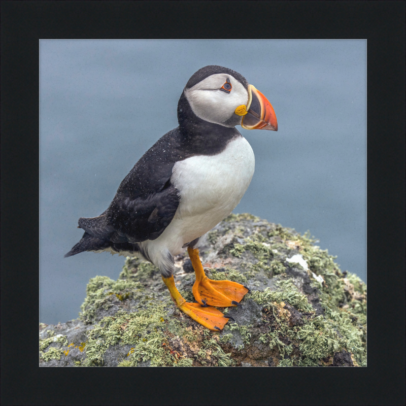 Puffin (Fratercula arctica) - Great Pictures Framed