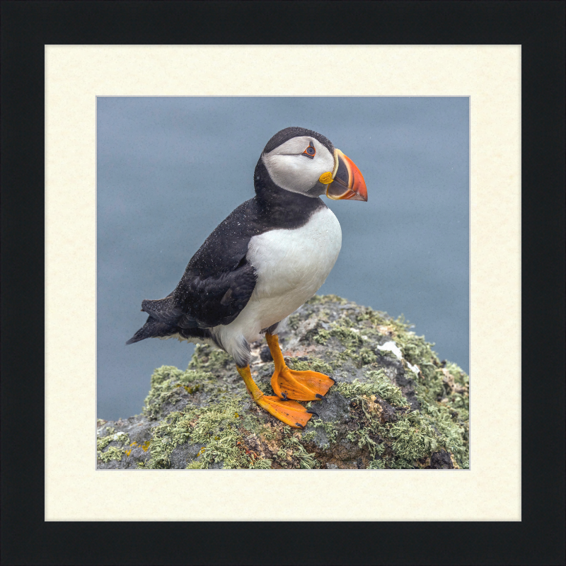 Puffin (Fratercula arctica) - Great Pictures Framed