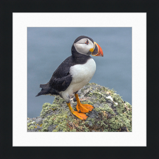 Puffin (Fratercula arctica) - Great Pictures Framed