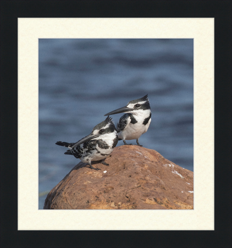 Pied Kingfishers in Botswana - Great Pictures Framed