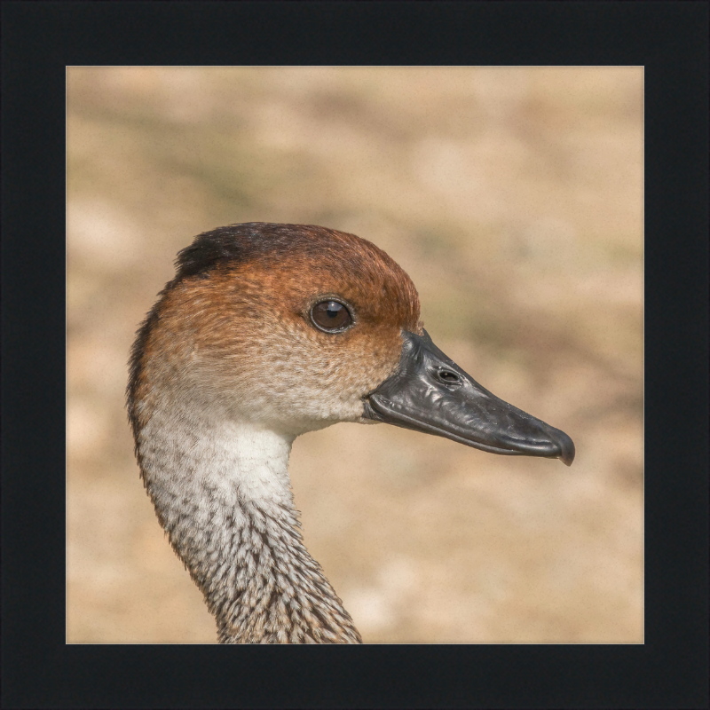 West Indian Whistling Duck - Great Pictures Framed