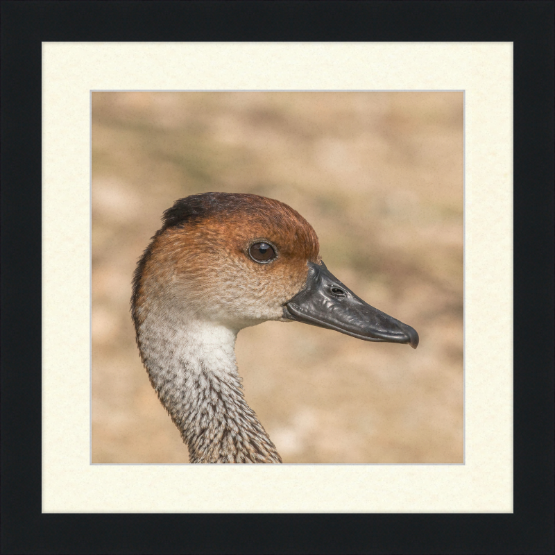 West Indian Whistling Duck - Great Pictures Framed