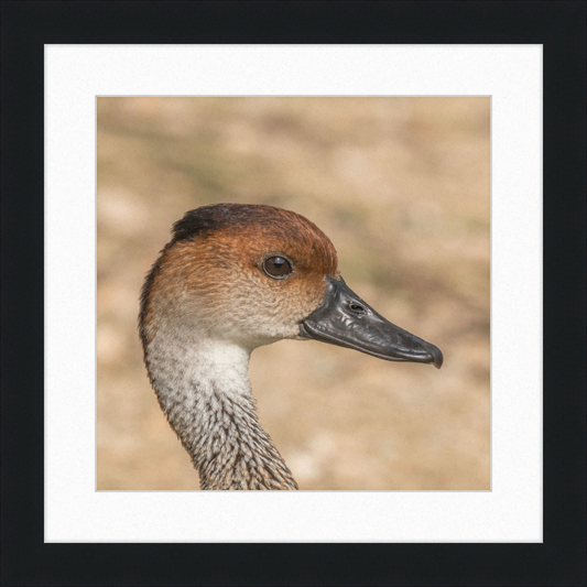 West Indian Whistling Duck - Great Pictures Framed
