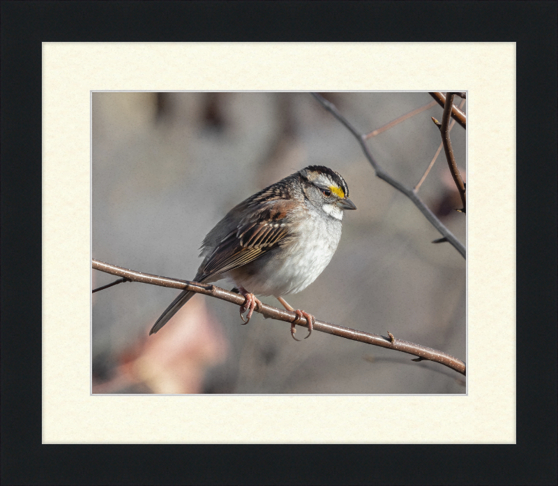 White-throated Sparrow - Great Pictures Framed