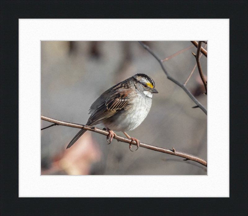 White-throated Sparrow - Great Pictures Framed