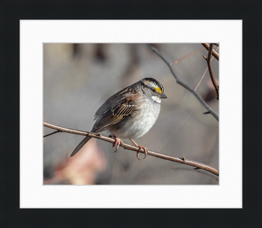 White-throated Sparrow - Great Pictures Framed