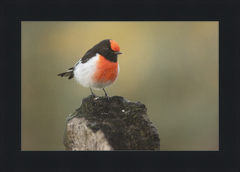 Red-capped Robin - Bimbi - Great Pictures Framed