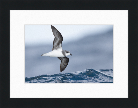 Pterodroma mollis - Tasmania - Great Pictures Framed