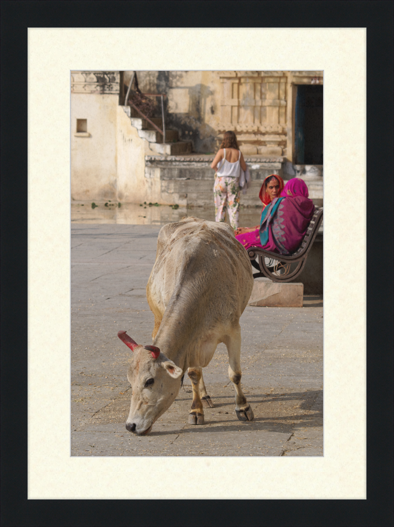 A cow on a Street of Udaipur, India - Great Pictures Framed